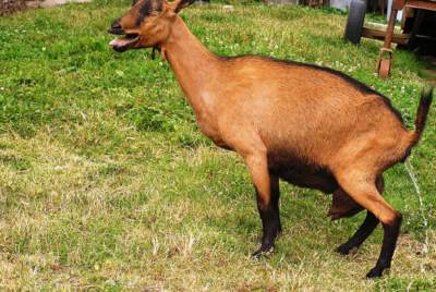 Nevydařená-useknuté uši.Foť už,já už to nevydržííím!!! Nebo podařená???