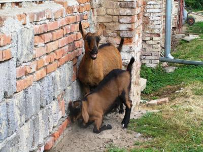 Neodmlouvej,nebo budeš klečet!!