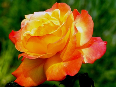 Růže pro Libora F. ,aby se uzdravil .