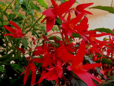 Na balkoně se jim daří.