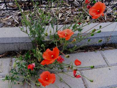 Obyčejný vlčí mák rostoucí v chodníku.
