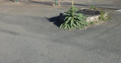 Nemám z čeho,ale žiji