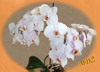 Orchidea k MDŽ
