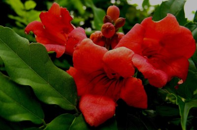 Spící trubač s krásnými řasy.