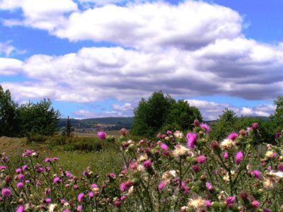 Krajina a bodláčí.