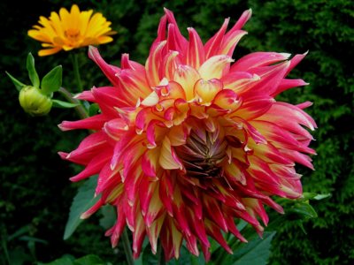 Střapatá jiřinka.