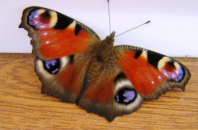 Opozdilec,přistál jsem včera na parapetu a byli jsme dva.Asi ON a ONA.