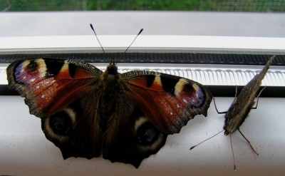 Jeden pár ON a ONA nesoutěžní