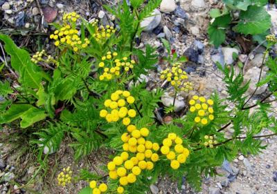 Jsem nenáročná,rostu všude,kam se jen  podíváte.