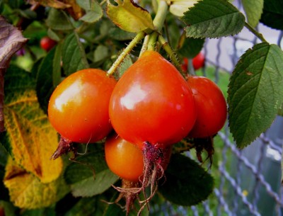 U sousedky za plotem.