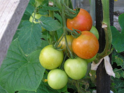 Rajčata na které chodí slepice.