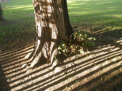 Hry stínů v ranním slunci.