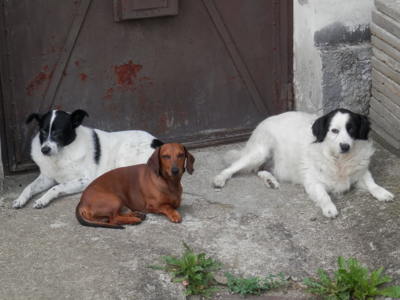 Tři nešťastníci, pán je opustil (vzdálil se do obchodu na půl hodiny)