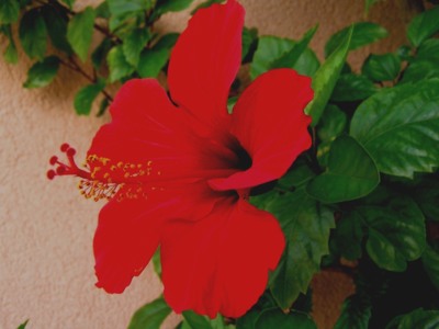 Náš venkovní ibišek./s úpravou/