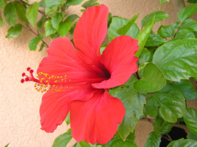 Náš venkovní ibišek./bez úpravy/