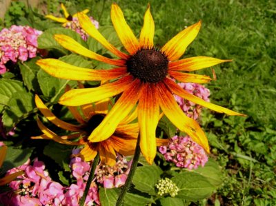 Chmurný den,ať je kytkou prozářen!!!