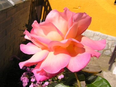 Samotná,ale ne smutná.