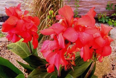 Krůpěje po ranním dešti.