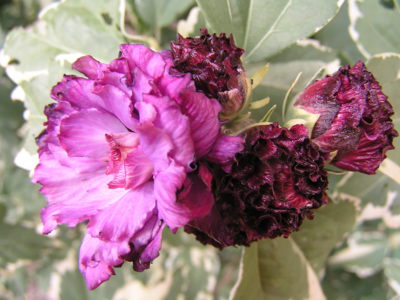 Drobné květy plněného ibišku