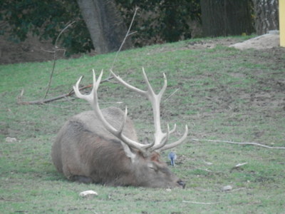 Táborská Zoo