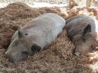 Táborská Zoo