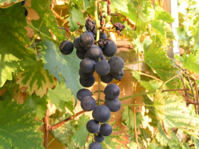 U nás dozrává víno.