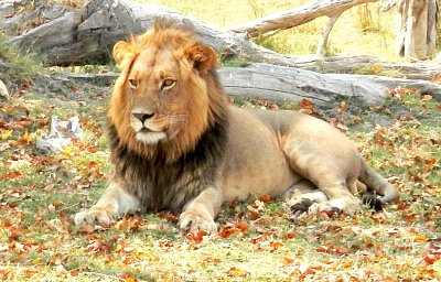 Botswana - země sloních "uprchlíků", kde jsme se ocitli tváří v tvář s králem zvířat