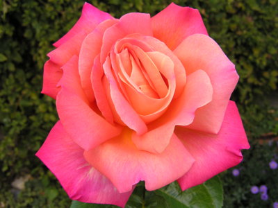 Už končí moje kralování,líbím se vám?