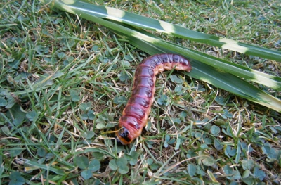 Najdu ten čtyřlístek nebo ne !!!!!!!!