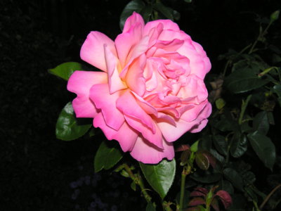 Snad se povedla,všem seniorům.