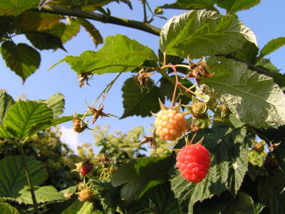 Stihnou ještě dozrát?