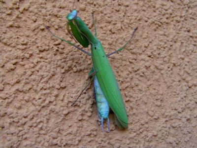 Kudlanka - motýl uletěl.....