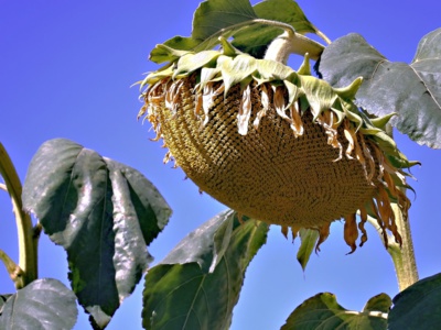 Haló tady krmení na zimu.....