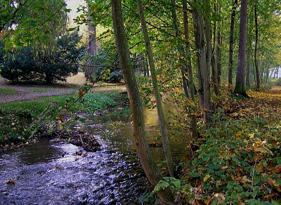 Zlatý potok v mlžném,  podzimním oparu.