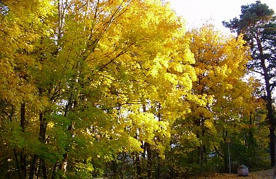 Podzimní žlutá