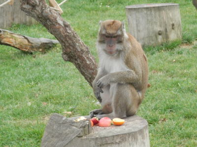 Zoo Tábor v říjnu