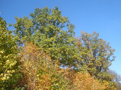 Podzim ve Volyni