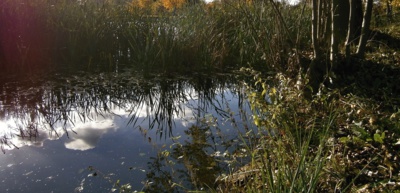 Rákosníčkův rybníček "Brčálník"....