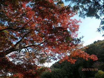 Japonský ostrov Šikoku v purpurové barvě podzimu