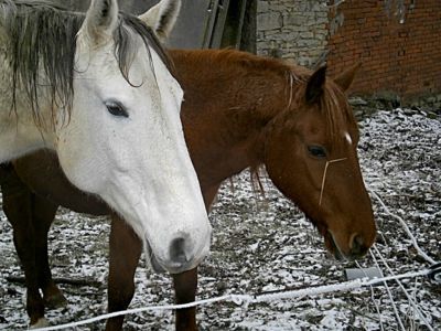 Šimlík a Braun v zimě.......