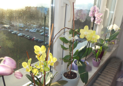 Část květů pro radost...