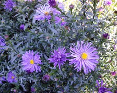 Může být modrofialová?