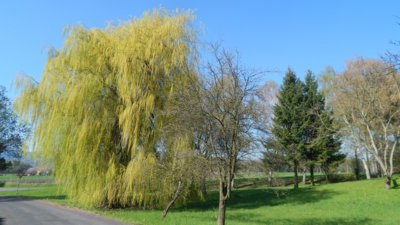 Jaro v Podještědí