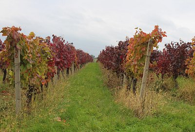 Barevná vinice