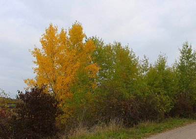 Barevný podzim