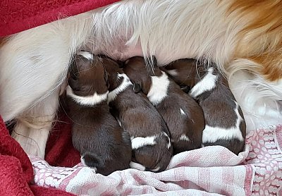 Jarní mláďátka  *