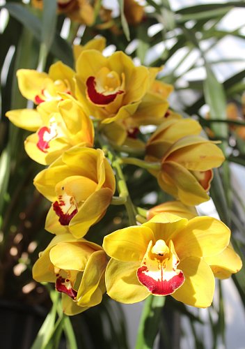 Orchideje