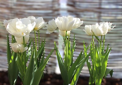 Bílé tulipány