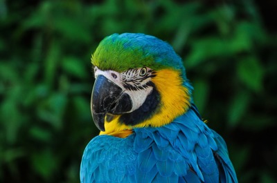 Papoušek Ara.jpg