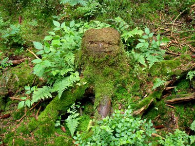 Pařez s vyplazeným jazykem